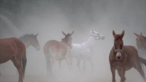 epic cinematic video of horses rearing hind legs and playing in dust and smoke