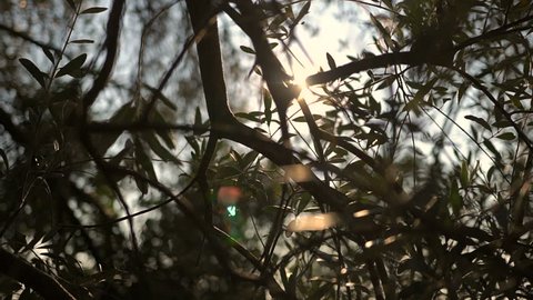 Close up view of green Olive branch tree with rays of sun in the background