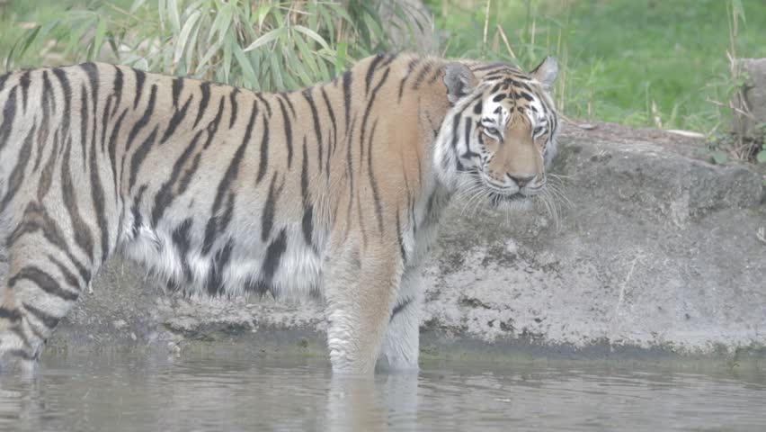 Footage Ungraded Flat The Siberian tiger (Panthera tigris tigris), also called Amur tiger on the pond