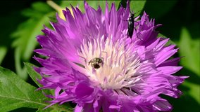 Little bee and beetle on wild purple flowers close up.