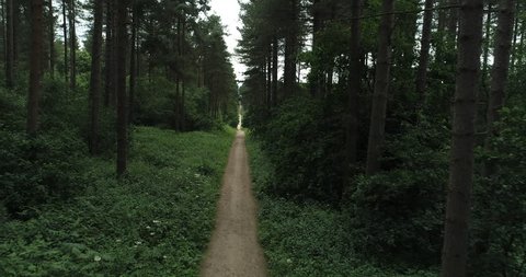 Aerial tracking shot of man runner running through pine forest on path in woods. Person training fitness and practising for a marathon alone in the woods.  Drone following person working out. 