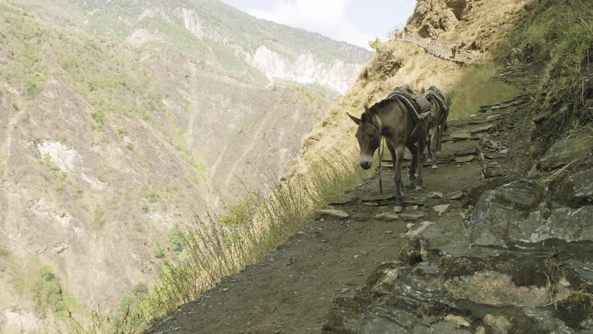 Donkeys transport cargoes on the nepalese path. Manaslu mountain circuit trek.