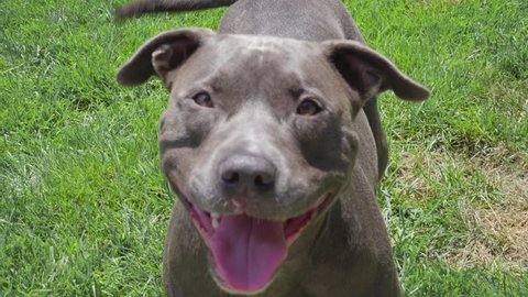 Happy Blue Pitbull Looking Up At Owner Smiling/Panting on Green Grass Lawn