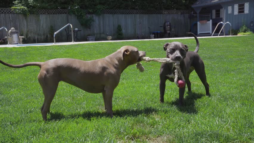 pitbull tug of war