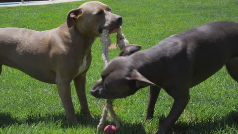  Blue and Tan Pitbulls Playing Tug of War with Rope Toy on Green Grass Lawn