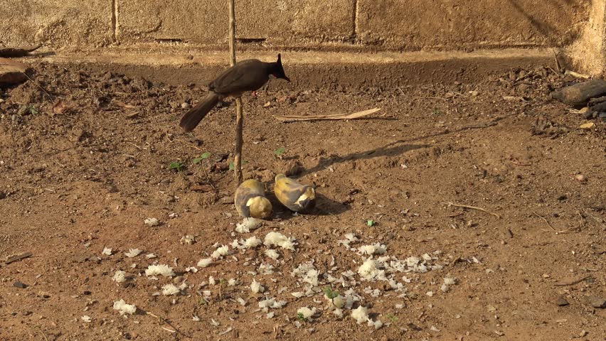 Red-whiskered bulbul feed rice on ground and alert in garden.