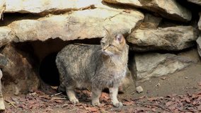 4K footage of a Wildcat (Felis silvestris) in the Bayerischer Wald National Park in Bavaria, Germany. The wildcat is a small cat found throughout most of Africa, Europe, and southwest and central Asia