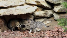 4K footage of Wildcat (Felis silvestris) kittens in the Bayerischer Wald National Park in Germany. The wildcat is a small cat found throughout most of Africa, Europe and Asia.