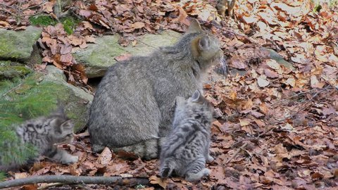 4K footage of Wildcat (Felis silvestris) kittens in the Bayerischer Wald National Park in Germany. The wildcat is a small cat found throughout most of Africa, Europe and Asia.
