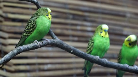 Close-up of a two beautiful yellow-green parrot or melopsittacus undulatus perched on a wooden branch