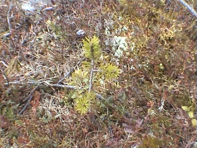 Tiny pine tree growing in Lapland