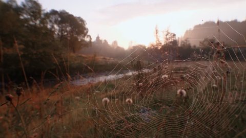 Romantic dawn view Spider web Dew on web Mountain landscape Coltsfoot flowers Close up Beginning of the day Peaceful silence of nature