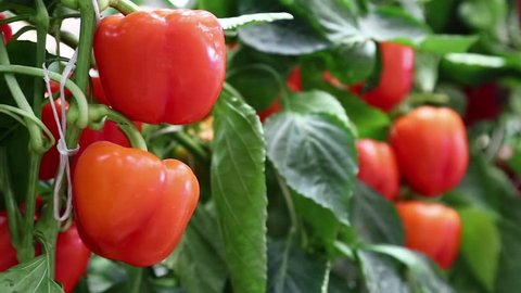 Sweet pepper in greenhouse
