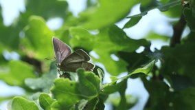 A stunning Purple Hairstreak (Favonius quercus) perching high on the leaves of an Oak tree.