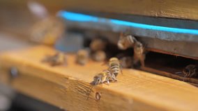 slow motion video apiary. a swarm of bees flies into a hive collect the pollen honey. beekeeping concept lifestyle bee agriculture