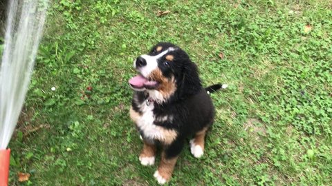 Bernese Puppy learning to drink