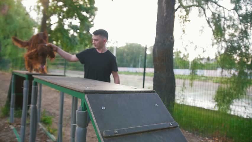 irish setter training