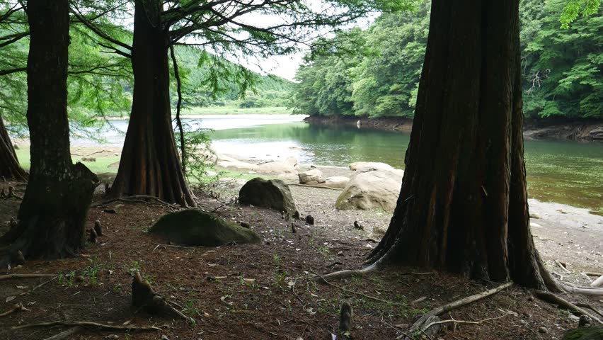 Bald cypress are beside a reservoir. without sounds