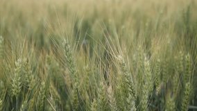 Close-up of Triticum aestivum wheat slow-mo video