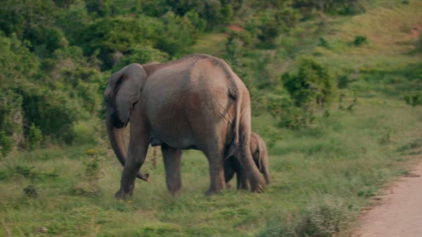 Baby elephant crossing road with mother