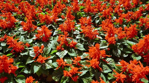 Flowerbed of bright red flowers (Salvia splendens) as a background.
