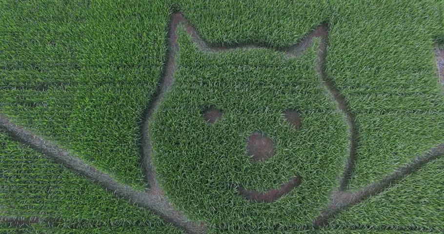 Corn maze from bat in from 2016