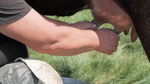 close up of a mans hand milking a cow