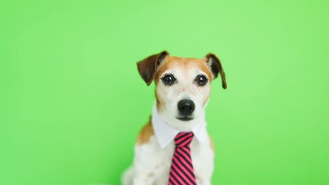 Adorable funny dog Jack Russell terrier with serious concentrated muzzle. licking. Green chroma key background. Video footage.