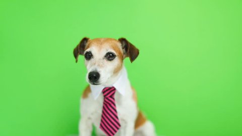 dog in pink tie and shirt collar sitting, turning head and looking to the cam. Green chroma key background. Video footage