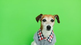 Adorable cute dog in clothes looking to the cam smiling and after leaving the frame. Green chroma key background. Video footage.