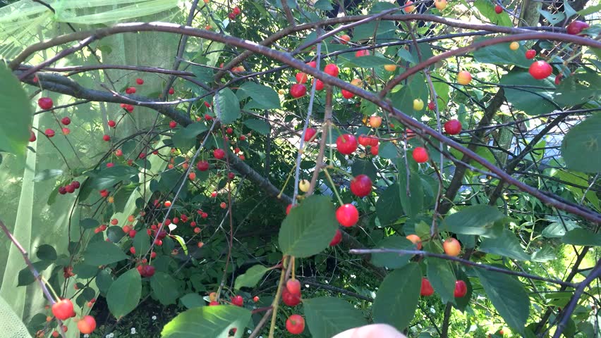 Cherry tree in summer garden. Male hand.  Sunny day, cherries
