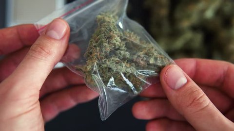 Male drug dealer holding a bag of fresh marijuana weed cannabis bud