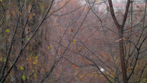 Slow motion shot of light snow falling in the park with bare trees. Late autumn scene