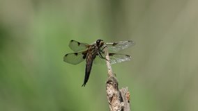 A pretty Four-spotted Chaser Dragonfly (Libellula quadrimaculata) perching on a reed on a windy day.