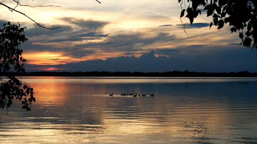Canada Geese swimming in Lake Irving in Bemidji Minnesota during a beautiful sunset | Shutterstock HD Video #1012943174