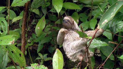 Three-toed sloth climbing up the branches of a tree. Sloths are arboreal mammals noted for slowness of movement and for spending most of their lives hanging upside down in the trees of the rainforest.