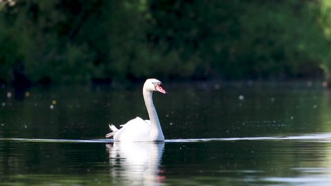 Swan, Cygnini, lazily drifting and pruning itself on the calm river spey, scotland.
