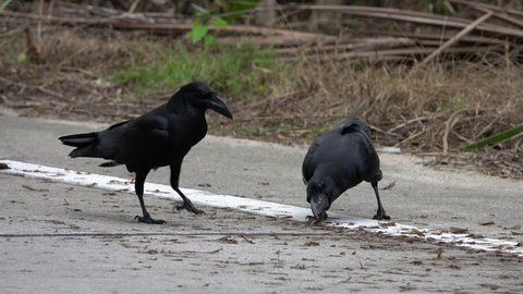 Common Raven Birds (Corvus Corax) Eating Food on the Road