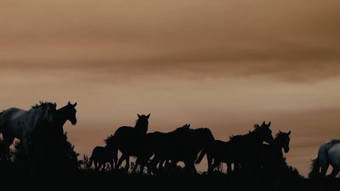 Herd of wild horsesing through the yellow hills, during pink sunset. Wild animals, wild places, running stallions
