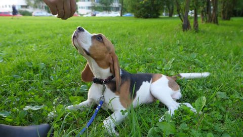 Owner try to give snack stretch hand with food, but young beagle looks up and wag tail, then turn head and ignore. Pensive indifferent doggy rest on grass, do not want to go away or eat