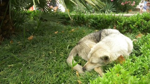Tired abandoned dog sleep lying on green grass, adorable animal. 4k.