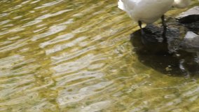 white swan on the water, video