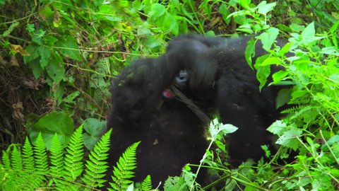 Fighting young Silverback Gorilla at Virunga National Park Congo Africa Mountain Gorilla