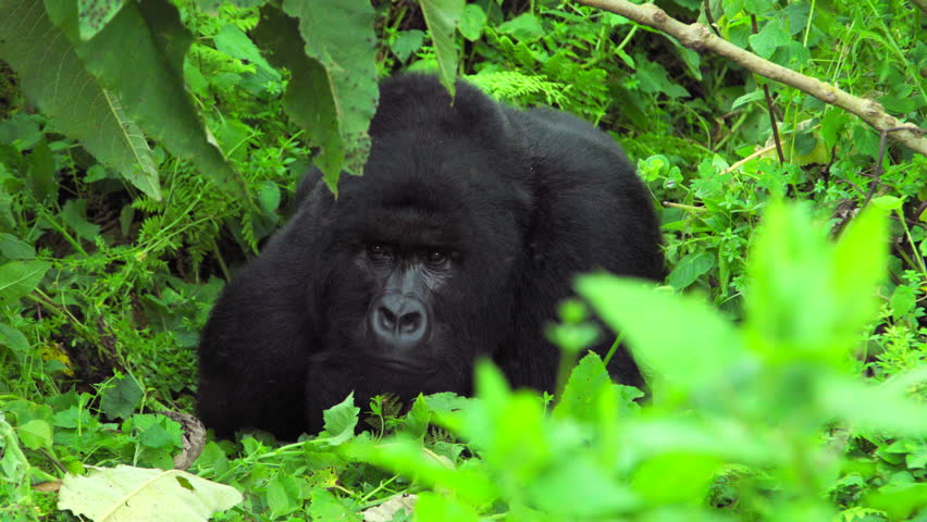 Chilling Blackback Gorilla At Virunga Stock Footage Video 100 Royalty Free Shutterstock
