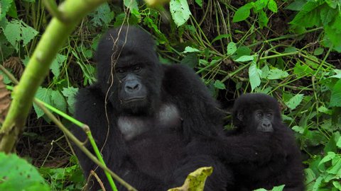 Mother and Baby Silverback Gorilla at Virunga National Park Congo Africa Mountain Gorilla