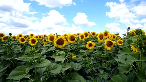 big yellow sunflower flowers in the field