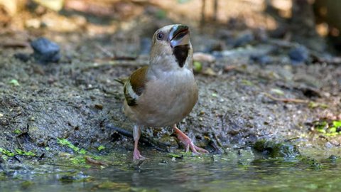 Hawfinch (Coccothraustes coccothraustes) drinking