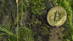 No1 crypto currency BTC. Golden Bitcoin lies on a tree. BTC golden coin as symbol of electronic virtual money for web banking and international network payment. 4K, Panning, Closeup, Macro.
 - Powered by Shutterstock - Get 15% off with code: PIKWIZARD15