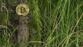 No1 crypto currency BTC. Golden Bitcoin lies on a tree. BTC golden coin as symbol of electronic virtual money for web banking and international network payment. 4K, Panning, Closeup, Macro.
 - Powered by Shutterstock - Get 15% off with code: PIKWIZARD15