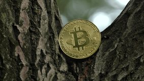 No1 crypto currency BTC. Golden Bitcoin lies on a tree. BTC golden coin as symbol of electronic virtual money for web banking and international network payment. 4K, Panning, Closeup, Macro.
 - Powered by Shutterstock - Get 15% off with code: PIKWIZARD15